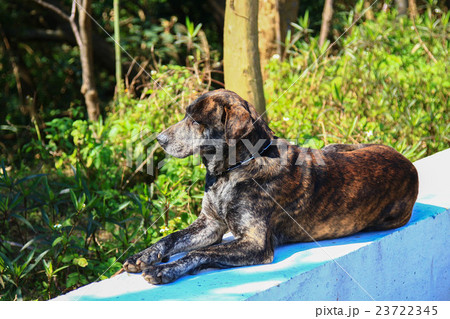 動物 動物学 犬 23722345