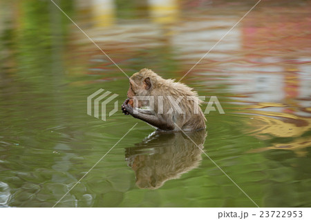 Baby monkey enjoying bathing in a small pond Baby monkey enjoying bathing in a small pond 23722953