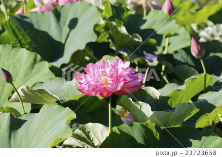 蓮の花 蓮の花 23723658