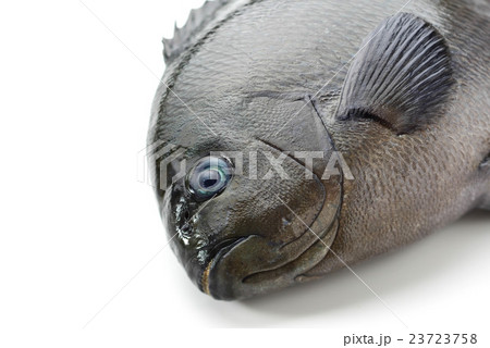 メジナ メジナ 23723758