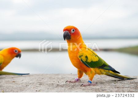 green parrot lovebird green parrot lovebird 23724332