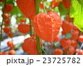 ほおずき 23725782