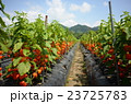 ほおずき 23725783