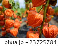 ほおずき 23725784