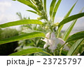 ごま 23725797