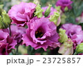 トルコギキョウ 23725857