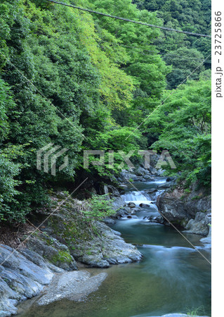 池田市　余野川 23725866