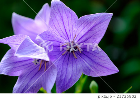 桔梗 桔梗 23725902