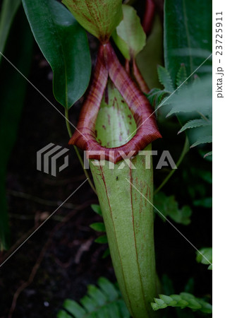 ウツボカズラ 23725911