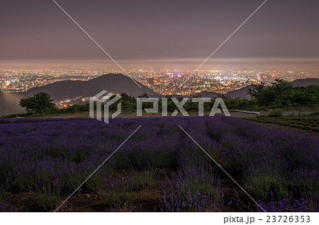 月夜のラベンダー 23726353