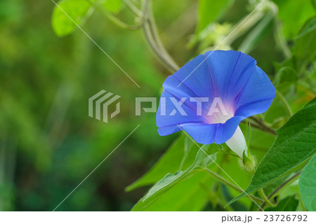 朝顔(あさがお) 朝顔(あさがお) 23726792