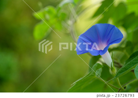 朝顔(あさがお) 23726793