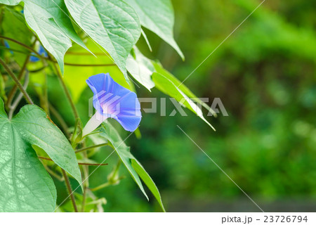 朝顔(あさがお) 23726794