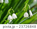 スノーフレーク 23726848
