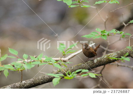 ミソサザイ 23726887