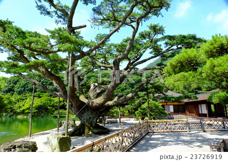栗林公園の根上松 栗林公園の根上松 23726919