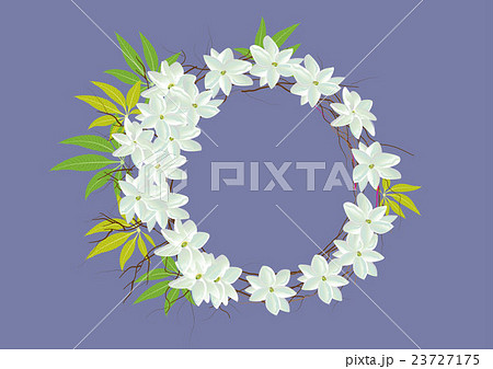 Crown jasmine flowers with leaves  top view   23727175
