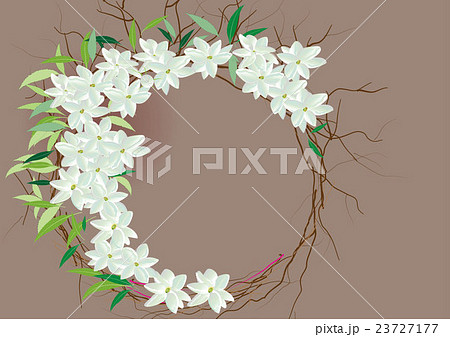 Crown jasmine flowers with leaves top view Crown jasmine flowers with leaves top view 23727177