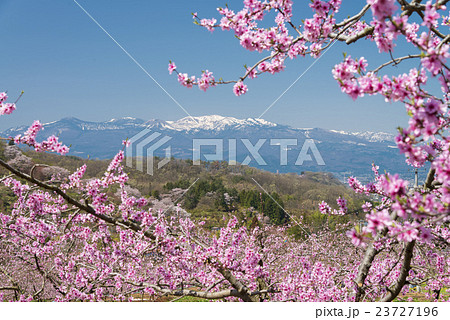 吾妻連峰と桃の花 吾妻連峰と桃の花 23727196