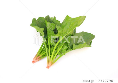 ほうれん草 ほうれん草 23727961