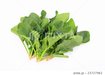 ほうれん草 ほうれん草 23727962