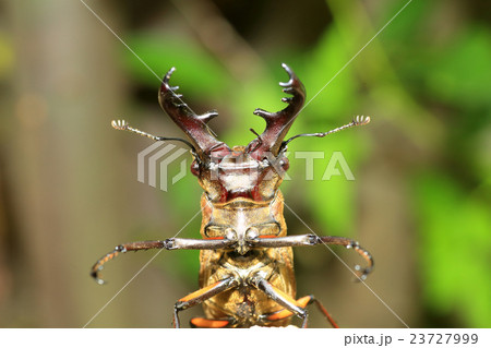 ミヤマクワガタ ミヤマクワガタ 23727999