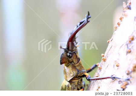 ミヤマクワガタ ミヤマクワガタ 23728003