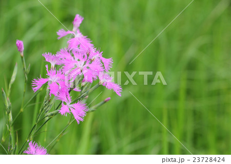 草原のナデシコ 23728424