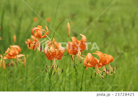 高原のコオニユリ 23728425