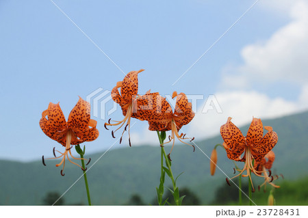 高原のコオニユリ 23728431