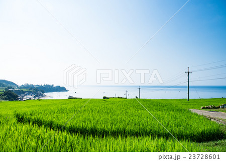 袖志の棚田 夏 袖志の棚田 夏 23728601