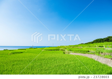 袖志の棚田　夏 23728603