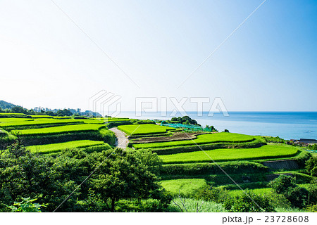 袖志の棚田 夏の写真素材