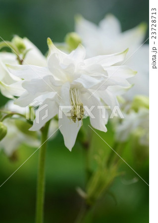 西洋オダマキ　グリーンアップルのアップ 23728713