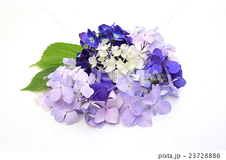 紫陽花 23728886