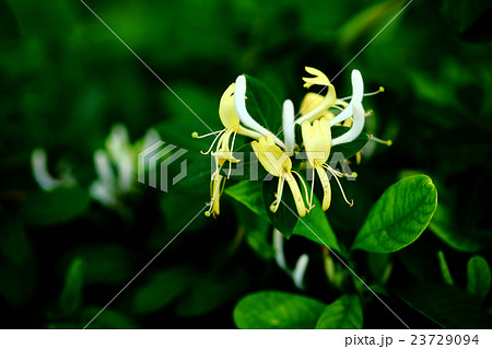 スイカズラの花 23729094