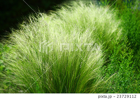スティパの若葉 スティパの若葉 23729112