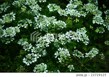 ハーブ コリアンダーの花 ハーブ コリアンダーの花 23729125