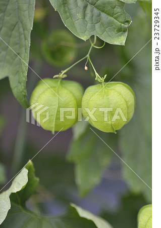 フウセンカズラ 23729345