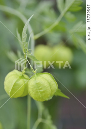 フウセンカズラ 23729347