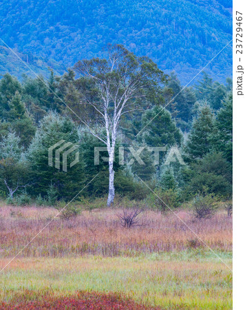 初秋の草紅葉 23729467