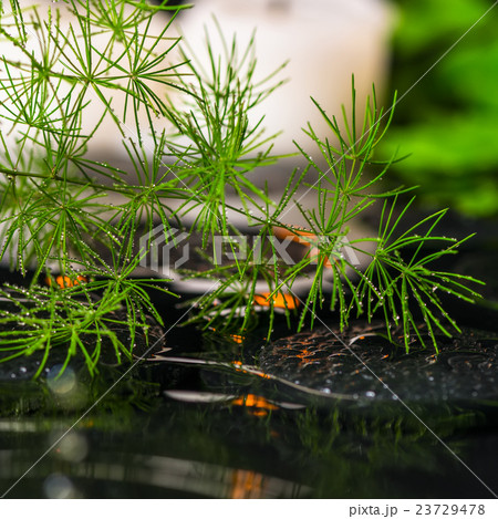 beautiful spa still life of green branch Asparagus 23729478