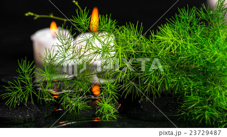 beautiful spa concept of green branch Asparagus 23729487