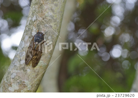 アブラゼミ 23729620