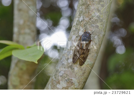 アブラゼミ 23729621