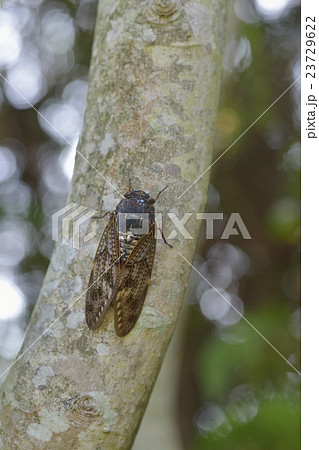 アブラゼミ 23729622