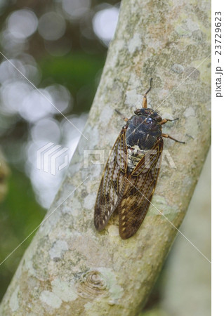 アブラゼミ 23729623