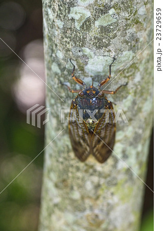 アブラゼミ 23729659