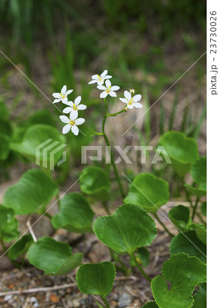 イワイチョウ イワイチョウ 23730026