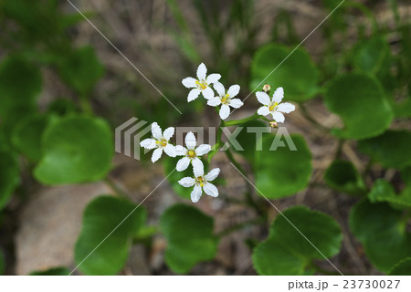 イワイチョウ イワイチョウ 23730027